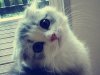 affgelmeow - моя аватарка на NewDeaf